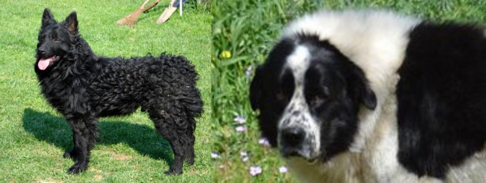 Greek Sheepdog vs Croatian Sheepdog - Breed Comparison