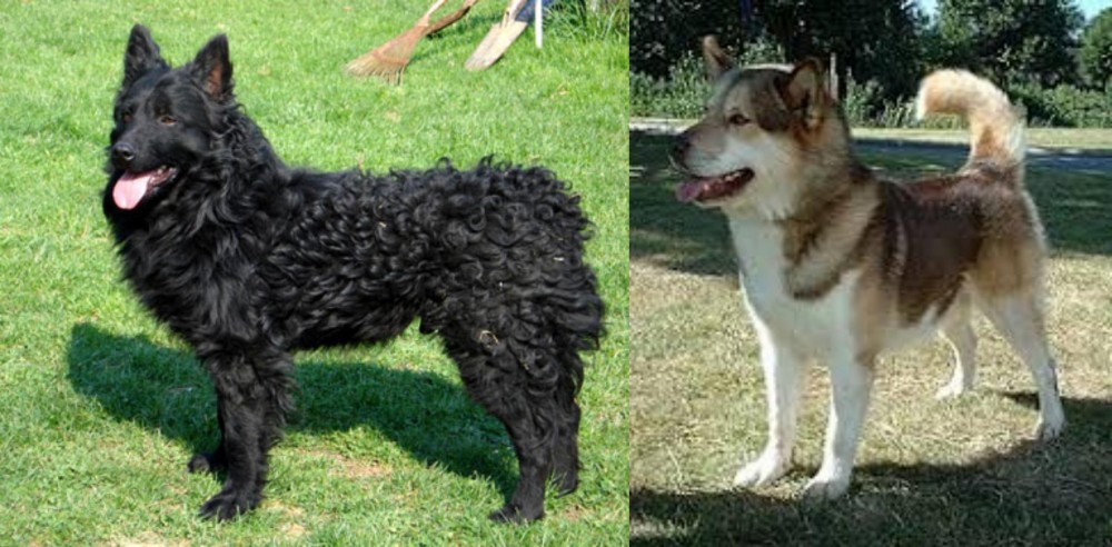 Greenland Dog vs Croatian Sheepdog - Breed Comparison