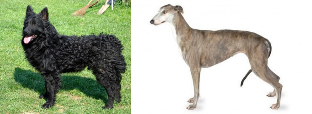 Greyhound vs Croatian Sheepdog - Breed Comparison