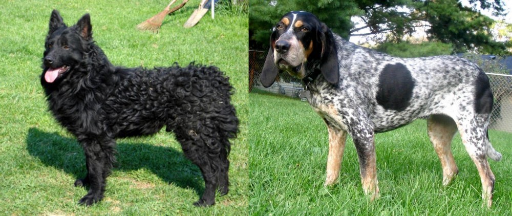 Griffon Bleu de Gascogne vs Croatian Sheepdog - Breed Comparison