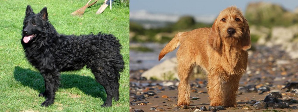 Griffon Fauve de Bretagne vs Croatian Sheepdog - Breed Comparison