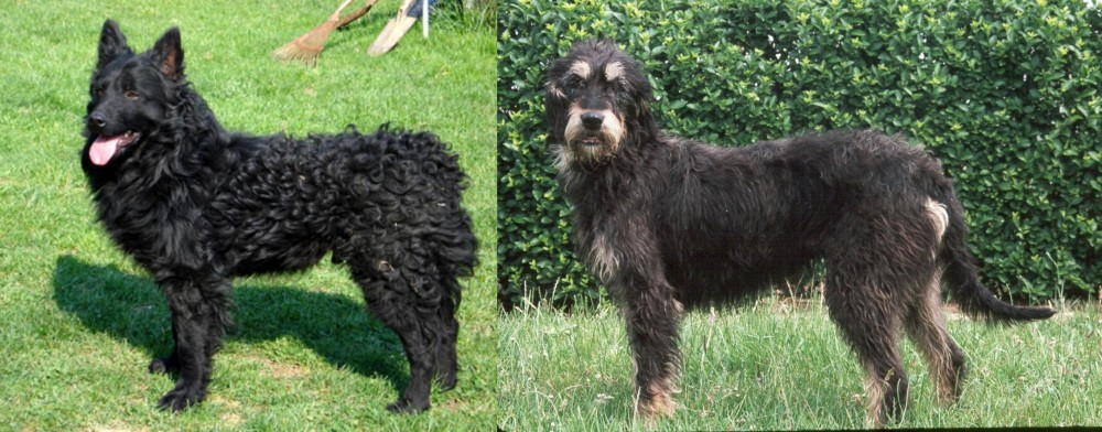 Griffon Nivernais vs Croatian Sheepdog - Breed Comparison