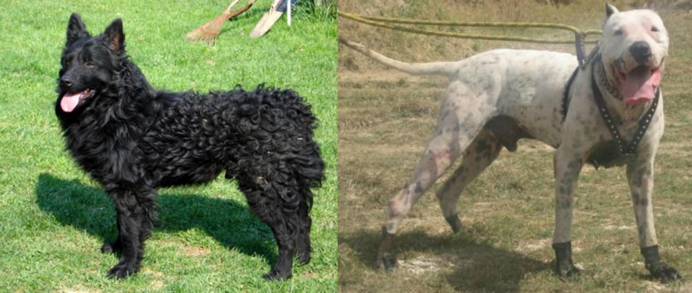 Gull Dong vs Croatian Sheepdog - Breed Comparison