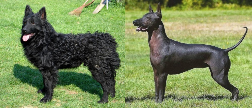 Hairless Khala vs Croatian Sheepdog - Breed Comparison