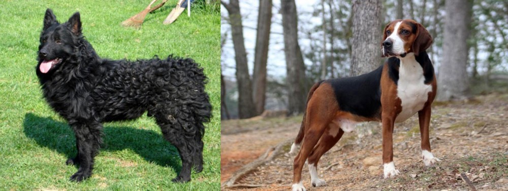 Hamiltonstovare vs Croatian Sheepdog - Breed Comparison