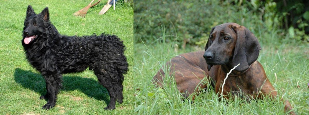 Hanover Hound vs Croatian Sheepdog - Breed Comparison