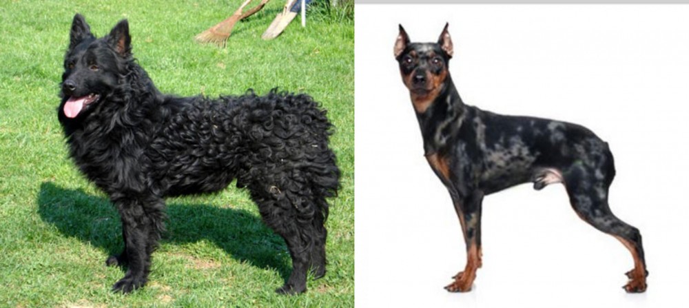 Harlequin Pinscher vs Croatian Sheepdog - Breed Comparison