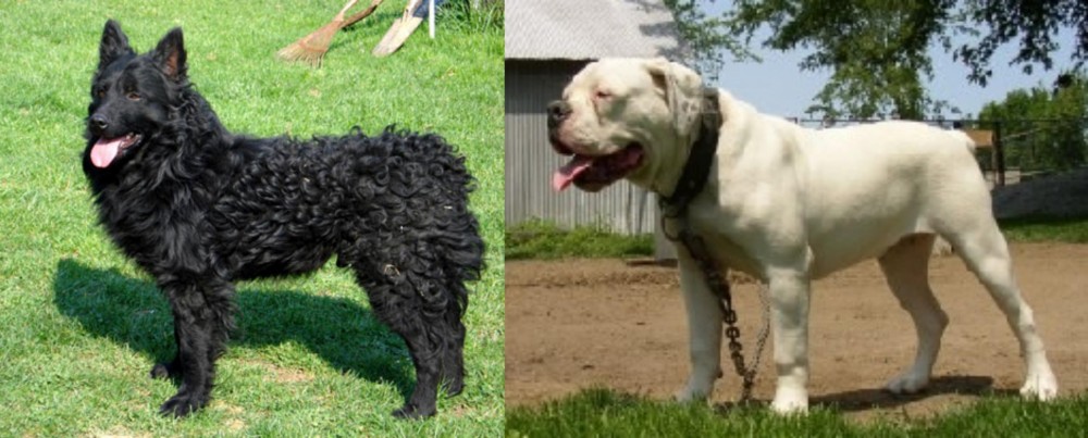 Hermes Bulldogge vs Croatian Sheepdog - Breed Comparison