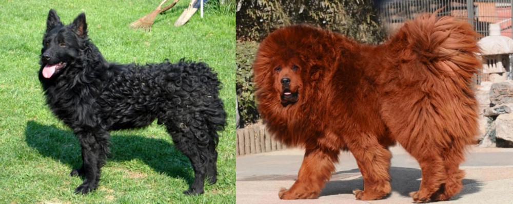 Himalayan Mastiff vs Croatian Sheepdog - Breed Comparison
