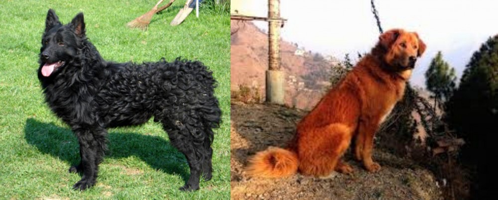 Himalayan Sheepdog vs Croatian Sheepdog - Breed Comparison