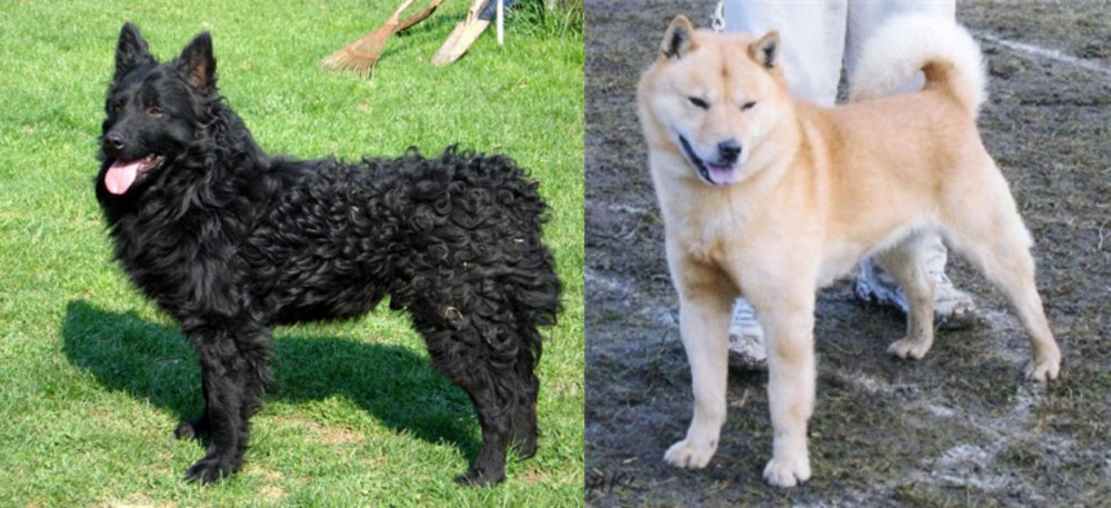 Hokkaido vs Croatian Sheepdog - Breed Comparison