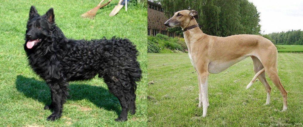 Hortaya Borzaya vs Croatian Sheepdog - Breed Comparison