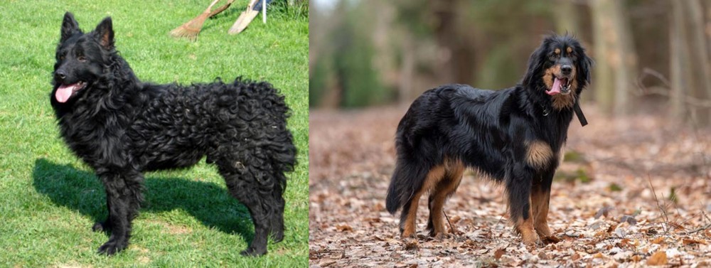 Hovawart vs Croatian Sheepdog - Breed Comparison