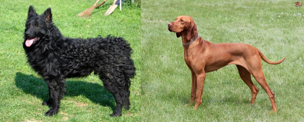 Hungarian Vizsla vs Croatian Sheepdog - Breed Comparison