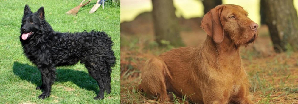 Hungarian Wirehaired Vizsla vs Croatian Sheepdog - Breed Comparison