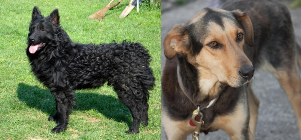Huntaway vs Croatian Sheepdog - Breed Comparison