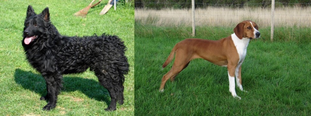 Hygenhund vs Croatian Sheepdog - Breed Comparison