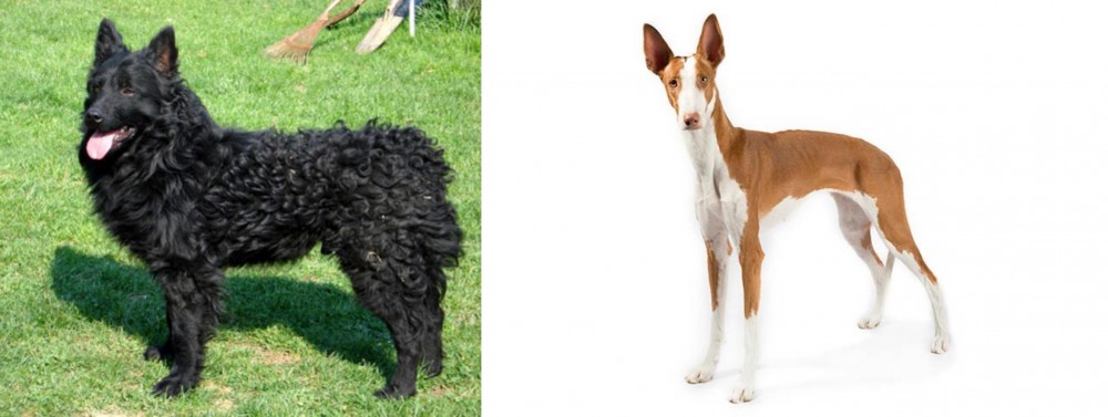 Ibizan Hound vs Croatian Sheepdog - Breed Comparison