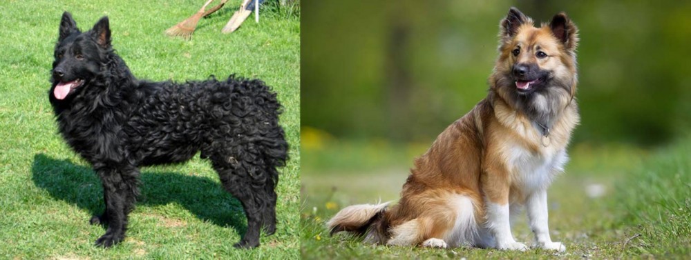 Icelandic Sheepdog vs Croatian Sheepdog - Breed Comparison