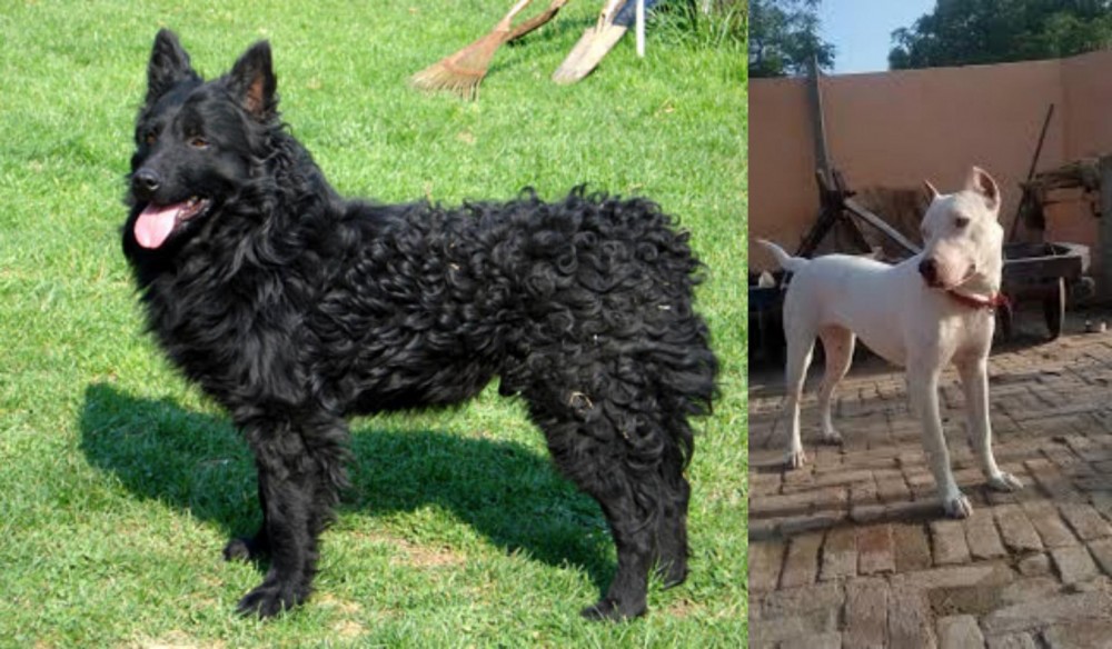 Indian Bull Terrier vs Croatian Sheepdog - Breed Comparison