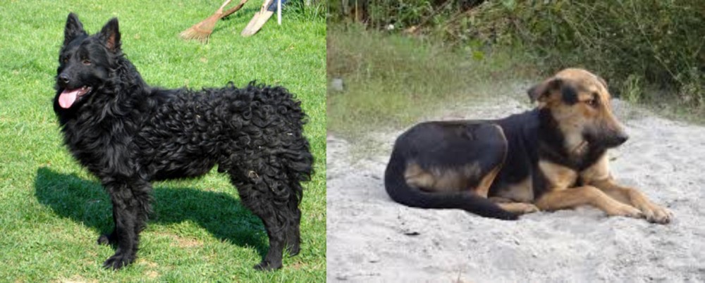 Indian Pariah Dog vs Croatian Sheepdog - Breed Comparison