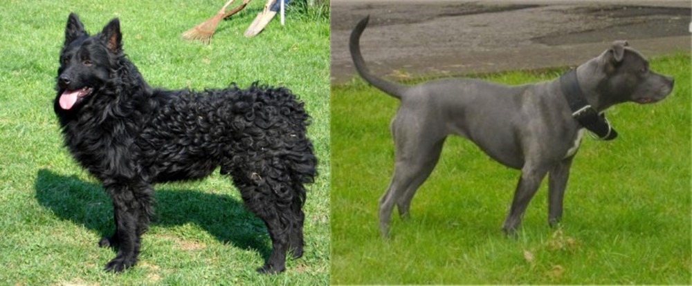 Irish Bull Terrier vs Croatian Sheepdog - Breed Comparison