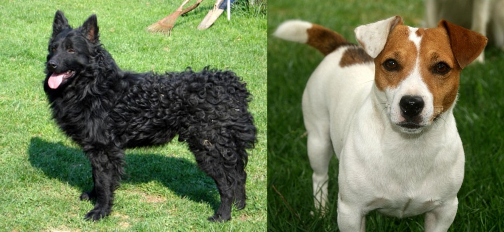 Irish Jack Russell vs Croatian Sheepdog - Breed Comparison