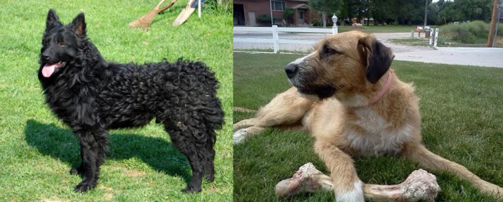 Irish Mastiff Hound vs Croatian Sheepdog - Breed Comparison