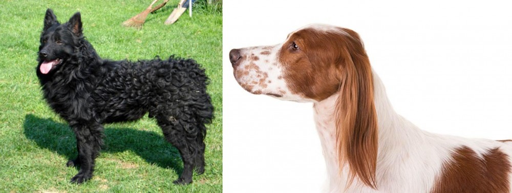 Irish Red and White Setter vs Croatian Sheepdog - Breed Comparison