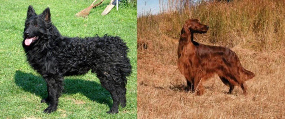 Irish Setter vs Croatian Sheepdog - Breed Comparison