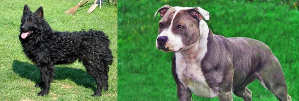 Irish Staffordshire Bull Terrier vs Croatian Sheepdog - Breed Comparison