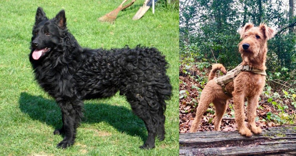 Irish Terrier vs Croatian Sheepdog - Breed Comparison