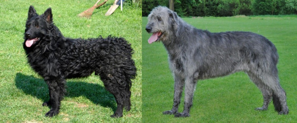 Irish Wolfhound vs Croatian Sheepdog - Breed Comparison