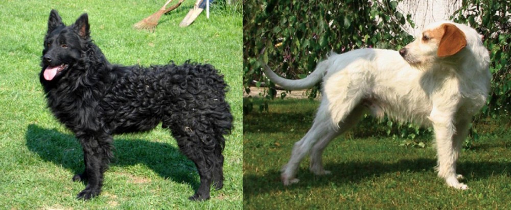 Istarski Ostrodlaki Gonic vs Croatian Sheepdog - Breed Comparison