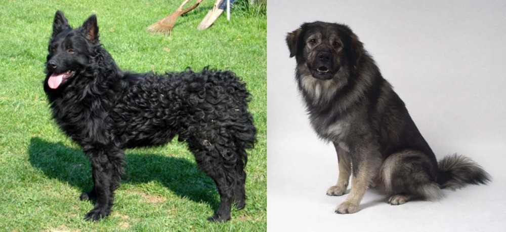 Istrian Sheepdog vs Croatian Sheepdog - Breed Comparison