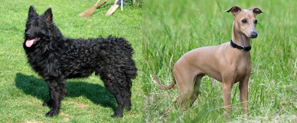 Italian Greyhound vs Croatian Sheepdog - Breed Comparison