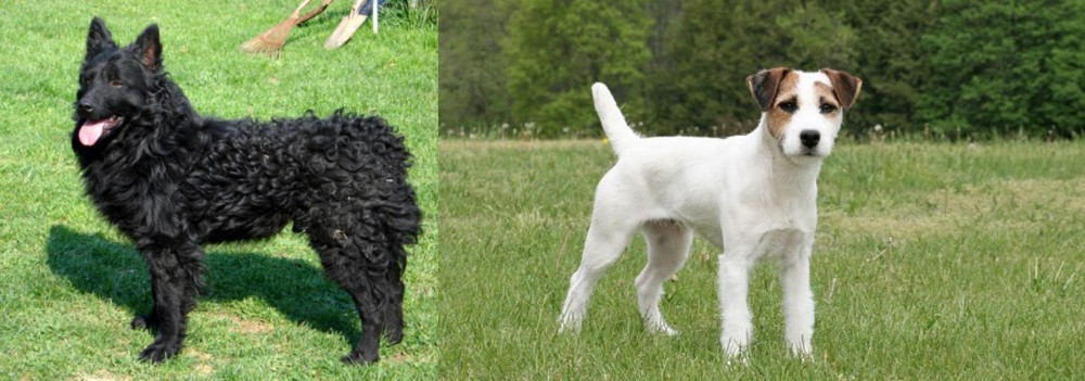 Jack Russell Terrier vs Croatian Sheepdog - Breed Comparison