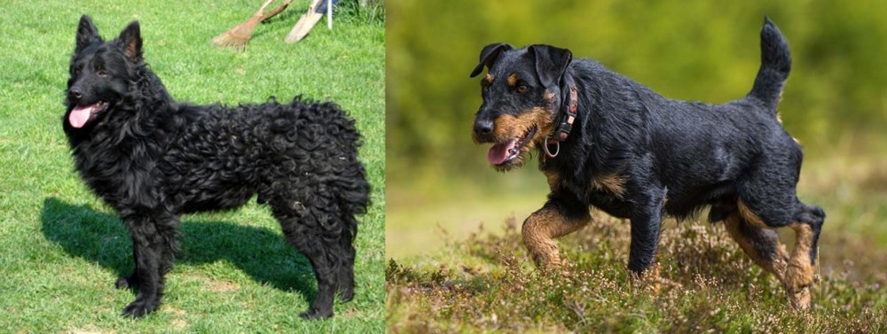 Jagdterrier vs Croatian Sheepdog - Breed Comparison