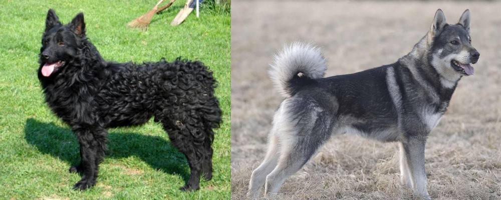 Jamthund vs Croatian Sheepdog - Breed Comparison