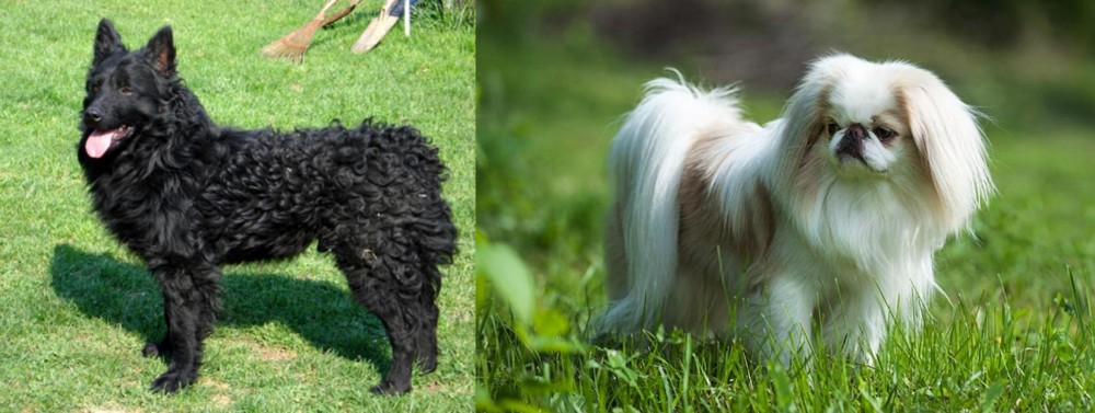 Japanese Chin vs Croatian Sheepdog - Breed Comparison