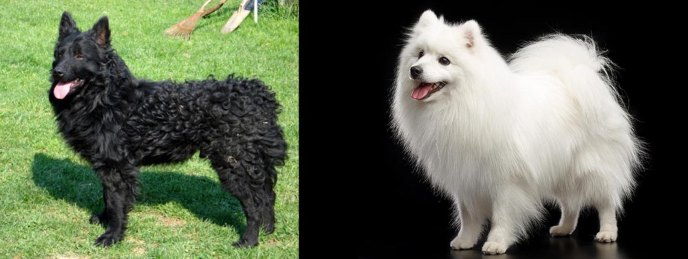 Japanese Spitz vs Croatian Sheepdog - Breed Comparison