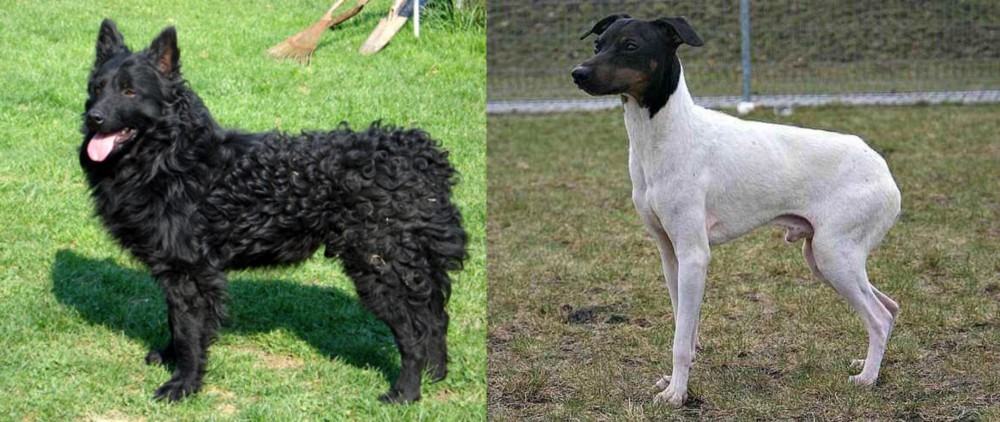 Japanese Terrier vs Croatian Sheepdog - Breed Comparison