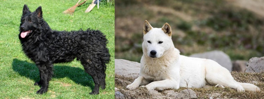 Jindo vs Croatian Sheepdog - Breed Comparison