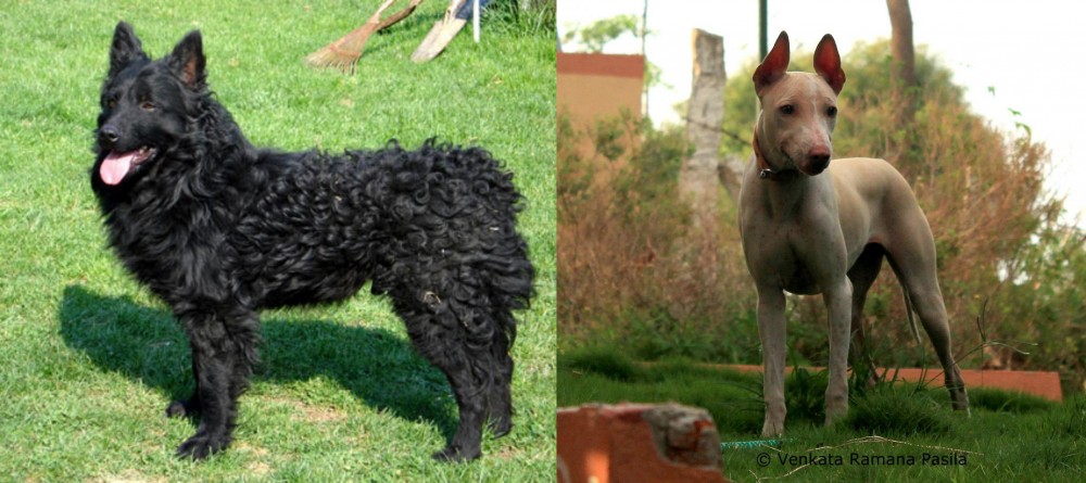 Jonangi vs Croatian Sheepdog - Breed Comparison