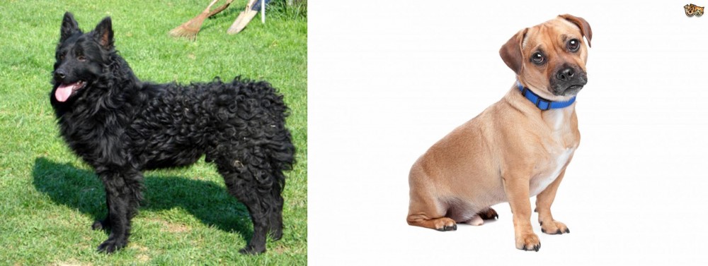 Jug vs Croatian Sheepdog - Breed Comparison