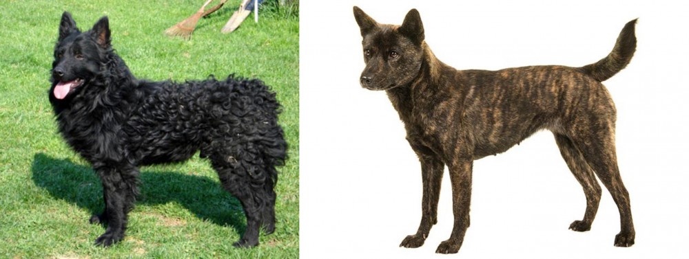 Kai Ken vs Croatian Sheepdog - Breed Comparison