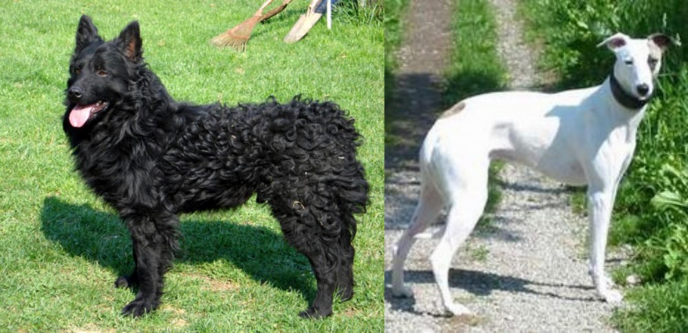 Kaikadi vs Croatian Sheepdog - Breed Comparison