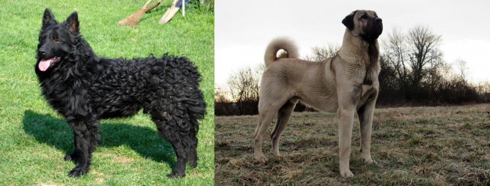 Kangal Dog vs Croatian Sheepdog - Breed Comparison