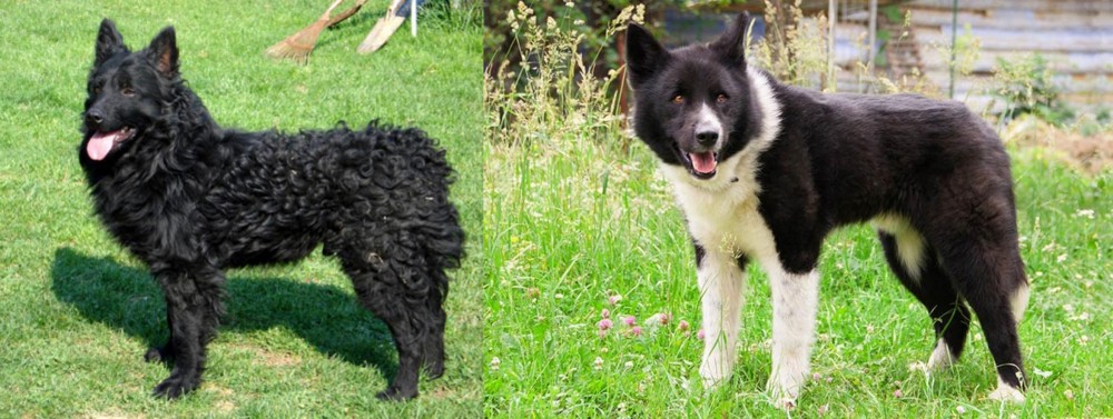 Karelian Bear Dog vs Croatian Sheepdog - Breed Comparison
