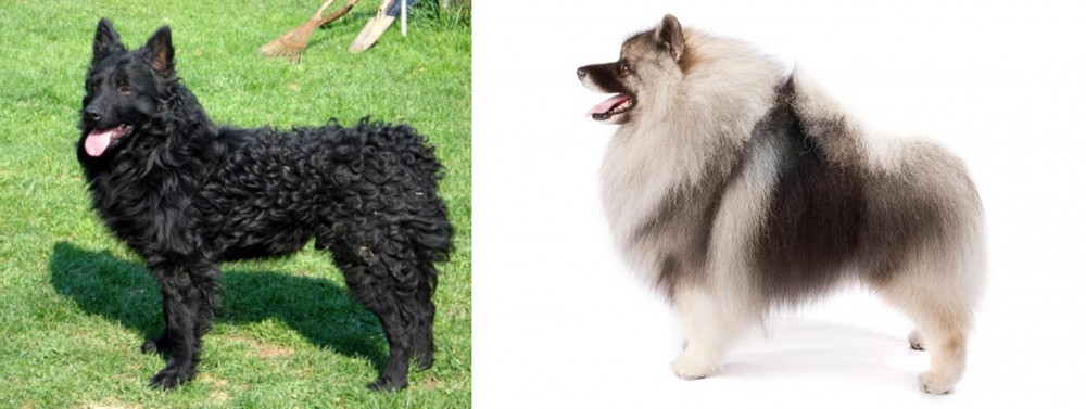 Keeshond vs Croatian Sheepdog - Breed Comparison